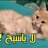 Profilbild von الصياد