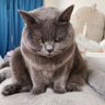 🐾ねここ🐾 的头像