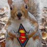 super squirrel's profile picture