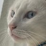 mariaggari's profile picture
