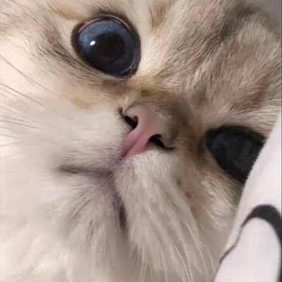 星柔♪'s profile picture