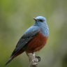 Фото профиля Ardıc