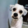 cachorra.exe profil fotoğrafı