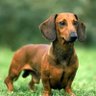 WeinerDog44's profile picture
