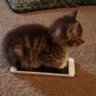 momcat 的头像