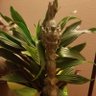 Dr. Hula Zen's profile picture