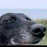 Dr.Peterson profil fotoğrafı