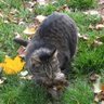 Songbird Rescue Cat's profile picture