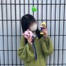 Profilbild von ホクブーの飼い主🐷