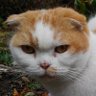 トーメント's profile picture