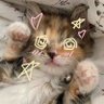 ไอ้ยู้กแมว𐙚 profil fotoğrafı