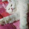 Energy_Jack เค้าจ้องจะเล่นคุณ profil fotoğrafı