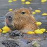 恋するカピバラ🦫🥜 profil fotoğrafı