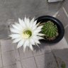スルメ 的头像