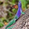 Фото профиля Lizard