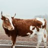 Texas's profile picture