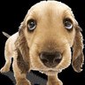 Rene the Dog's profile picture