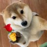 echo your name's profile picture
