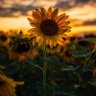 𓏲♡ 𝕤𝕦𝕟𝕗𝕝𝕠𝕨𝕖𝕣 𝕤𝕖𝕖𝕕˖࣪ ˚🌻 的头像