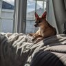 Matsu's Dog's profile picture