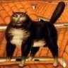 gato preto 的头像