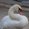 Фото профиля 関口ござれやRess🦢