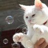 White Kitty's profile picture