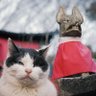 megtarou's profile picture