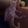 Фото профиля Seamus