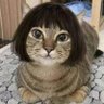 O( ꈍᴗꈍ)K 的头像