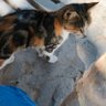 mdquraiish alam profil fotoğrafı