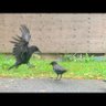 crowdogg 的头像