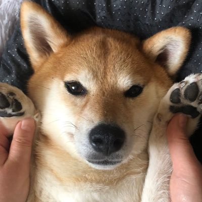 柴犬お凛's profile picture