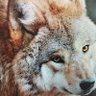 wolf's profile picture