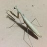 カマキリン profil fotoğrafı