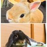 Фото профиля だいずtoこぐま