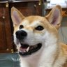 いちろう&たま子 profil fotoğrafı
