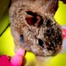 兎月 桜(Uzuki Sakura)うさぽんゆきポコペンキキららハムnowルビィ🐰🐹 profil fotoğrafı