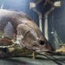 Фото профиля ~日本淡水魚~