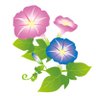wakaba 的头像