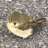 ぼあー 的头像