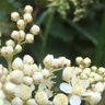 Meadowsweet's profile picture
