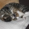 Profilbild von Lucythecat69