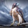 Suat Beğendik profil fotoğrafı