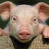 PiggyBonkers's profile picture