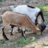 Rowdy Goats 的头像