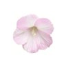 مريم's profile picture