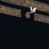 Amal profil fotoğrafı