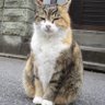 Profilbild von あかんぷくぅ