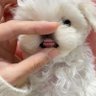 miretlla ✧ · ° ʚɞ . · ° *✿ 的头像
